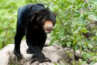 Keterangan: Beruang madu merupakan spesies beruang terkecil di dunia sekaligus memiliki peran penting dalam menjaga keseimbangan ekosistem hutan, terutama sebagai penyebar biji tanaman. (Dok: Kawalkaltim.com)