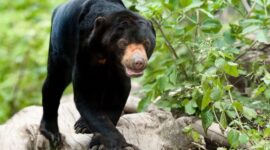 Keterangan: Beruang madu merupakan spesies beruang terkecil di dunia sekaligus memiliki peran penting dalam menjaga keseimbangan ekosistem hutan, terutama sebagai penyebar biji tanaman. (Dok: Kawalkaltim.com)