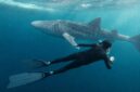 Keterangan Foto:
Seorang wisatawan berenang di dekat hiu paus (whale shark) di perairan Kepulauan Derawan, Kabupaten Berau, Kalimantan Timur. Pengunjung diwajibkan mematuhi SOP konservasi, di antaranya menjaga jarak minimal 10 meter, tidak menyentuh hiu paus, serta tidak menggunakan lotion maupun sunscreen saat berenang demi menjaga kelestarian ekosistem laut. (Dok.Kawalkaltim.com) 
