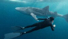 Keterangan Foto:
Seorang wisatawan berenang di dekat hiu paus (whale shark) di perairan Kepulauan Derawan, Kabupaten Berau, Kalimantan Timur. Pengunjung diwajibkan mematuhi SOP konservasi, di antaranya menjaga jarak minimal 10 meter, tidak menyentuh hiu paus, serta tidak menggunakan lotion maupun sunscreen saat berenang demi menjaga kelestarian ekosistem laut. (Dok.Kawalkaltim.com)