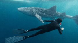 Keterangan Foto:
Seorang wisatawan berenang di dekat hiu paus (whale shark) di perairan Kepulauan Derawan, Kabupaten Berau, Kalimantan Timur. Pengunjung diwajibkan mematuhi SOP konservasi, di antaranya menjaga jarak minimal 10 meter, tidak menyentuh hiu paus, serta tidak menggunakan lotion maupun sunscreen saat berenang demi menjaga kelestarian ekosistem laut. (Dok.Kawalkaltim.com) 
