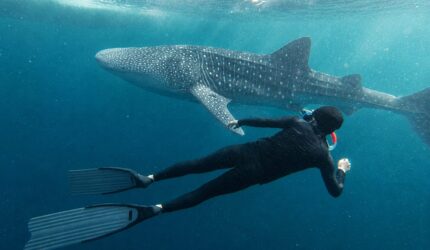 Keterangan Foto: Seorang wisatawan berenang di dekat hiu paus (whale shark) di perairan Kepulauan Derawan, Kabupaten Berau, Kalimantan Timur. Pengunjung diwajibkan mematuhi SOP konservasi, di antaranya menjaga jarak minimal 10 meter, tidak menyentuh hiu paus, serta tidak menggunakan lotion maupun sunscreen saat berenang demi menjaga kelestarian ekosistem laut. (Dok.Kawalkaltim.com)