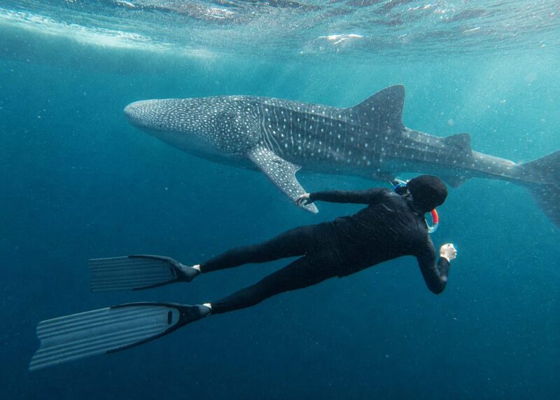 Keterangan Foto:
Seorang wisatawan berenang di dekat hiu paus (whale shark) di perairan Kepulauan Derawan, Kabupaten Berau, Kalimantan Timur. Pengunjung diwajibkan mematuhi SOP konservasi, di antaranya menjaga jarak minimal 10 meter, tidak menyentuh hiu paus, serta tidak menggunakan lotion maupun sunscreen saat berenang demi menjaga kelestarian ekosistem laut. (Dok.Kawalkaltim.com) 
