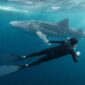Keterangan Foto:
Seorang wisatawan berenang di dekat hiu paus (whale shark) di perairan Kepulauan Derawan, Kabupaten Berau, Kalimantan Timur. Pengunjung diwajibkan mematuhi SOP konservasi, di antaranya menjaga jarak minimal 10 meter, tidak menyentuh hiu paus, serta tidak menggunakan lotion maupun sunscreen saat berenang demi menjaga kelestarian ekosistem laut. (Dok.Kawalkaltim.com) 

