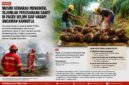 Keterangan Foto:
Ilustrasi aktivitas pekerja di areal perkebunan kelapa sawit. Pemerintah mengingatkan seluruh perusahaan perkebunan di Kabupaten Paser agar memperkuat Brigade Pengendalian Kebakaran Lahan Perkebunan (Dalkarbun) dan menerapkan prinsip zero burning sebagai langkah antisipasi menghadapi ancaman musim kemarau panjang akibat fenomena El Nino. (Dok. Ilustrasi/Kawalkaltim.com)
