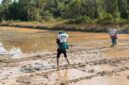 Keterangan Foto:
Aktivitas petani melakukan penyemprotan di areal persawahan di Kabupaten Berau sebagai bagian dari upaya meningkatkan produktivitas dan kualitas hasil panen. Pemerintah Kabupaten Berau mengusulkan dukungan pembangunan irigasi, bantuan mesin pengering padi, serta penguatan SDM petani kepada Kementerian Pertanian guna mendorong beras lokal memenuhi standar Bulog dan memperkuat swasembada pangan daerah. (Dok. Istimewa/Kawalkaltim.com/Hidayat)
