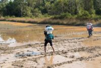 Keterangan Foto:
Aktivitas petani melakukan penyemprotan di areal persawahan di Kabupaten Berau sebagai bagian dari upaya meningkatkan produktivitas dan kualitas hasil panen. Pemerintah Kabupaten Berau mengusulkan dukungan pembangunan irigasi, bantuan mesin pengering padi, serta penguatan SDM petani kepada Kementerian Pertanian guna mendorong beras lokal memenuhi standar Bulog dan memperkuat swasembada pangan daerah. (Dok. Istimewa/Kawalkaltim.com/Hidayat)