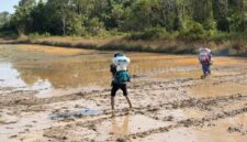 Keterangan Foto:
Aktivitas petani melakukan penyemprotan di areal persawahan di Kabupaten Berau sebagai bagian dari upaya meningkatkan produktivitas dan kualitas hasil panen. Pemerintah Kabupaten Berau mengusulkan dukungan pembangunan irigasi, bantuan mesin pengering padi, serta penguatan SDM petani kepada Kementerian Pertanian guna mendorong beras lokal memenuhi standar Bulog dan memperkuat swasembada pangan daerah. (Dok. Istimewa/Kawalkaltim.com/Hidayat)