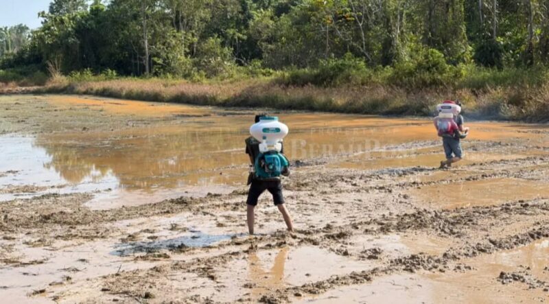 Keterangan Foto:
Aktivitas petani melakukan penyemprotan di areal persawahan di Kabupaten Berau sebagai bagian dari upaya meningkatkan produktivitas dan kualitas hasil panen. Pemerintah Kabupaten Berau mengusulkan dukungan pembangunan irigasi, bantuan mesin pengering padi, serta penguatan SDM petani kepada Kementerian Pertanian guna mendorong beras lokal memenuhi standar Bulog dan memperkuat swasembada pangan daerah. (Dok. Istimewa/Kawalkaltim.com/Hidayat)
